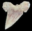 , Heavily Serrated Fossil Shark (Palaeocarcharodon) Tooth #51910-1
